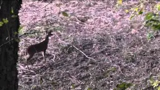 Travis's Bow hunt