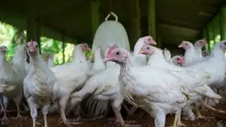 White hen #FarmHens #hens #layinghens #animalsworld