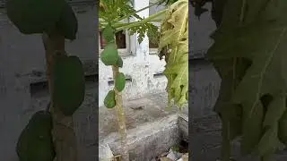 Pepaya Liar Tumbuh di Selokan #pepaya #buahliar