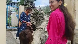 Dadi Barsi in Uttarakhand ❤️ | Cheena Ne Charai Gaaye🐄 | Village Vlog Part 1
