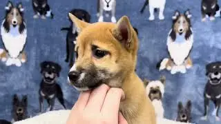  Daphne Shiba Inu Clip