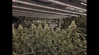 Spider Farmer/Battle of the Breeders 2, EP07: Flower Week 7, выполнено 75%...