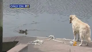 Duck And Dog Become Best Friends