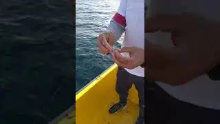 la morses pour la p&ecirc;che palangrotte  طريقة استعمال الطعمة الصيد  #p&ecirc;che #mer #port #poisson #bateau