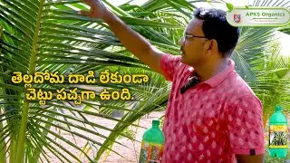 | Telugu | How Cocomax Helped Online Farmer Mr. Hemasundar Boost Coconut Yield 🌴💚
