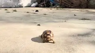 Sulaca & Cherry head tortoise