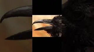 Crow voice for sleep 💤 |Nature with relaxation#shorts