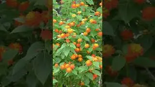 20 кустарников, цветущих круглый год | Кустарники, цветущие круглый год в зависимости от сезона