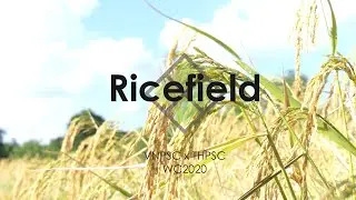 Ricefield | Pen Spinning World Cup 2020 Round 1