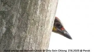 Gold-whiskered Barbet (Adult & Chick) @ Chiu S C DSCN7504
