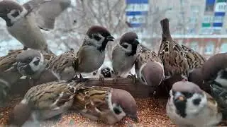 Жестокие птицы        #birds #sparrow #birdcam #nature #slowmotion