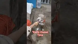 Desi khana, sukoon ka khazana&hellip;Kadhi Chawal with Panda 🐼💛 #pitbulllove #PandaEating #KadhiChawalLove