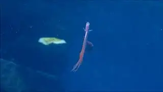 2018 02 04フリソデウオin大瀬崎