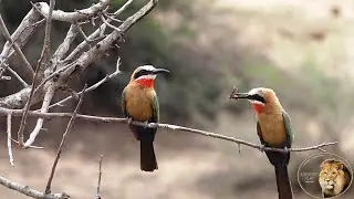 Beautiful Bird - White-fronted Bee-eater In Kruger National Park