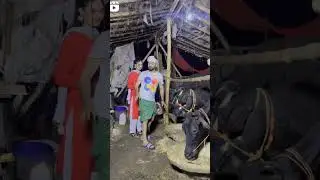 #Yadav ji ka bhains ka kamal#