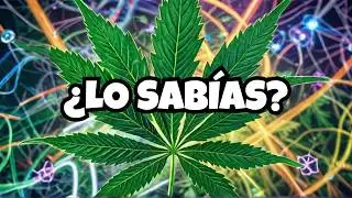 100 DATOS LOCOS Y Curiosos Sobre el Cannabis Medicinal