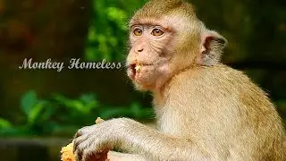 MONKEY RYA EATING SWEET POTATO SO YUMMY AND SHE LOOK SO HEALTHY MONKEY