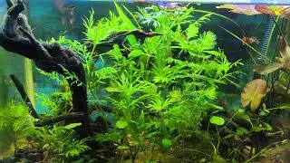 Beautiful Relaxing Music for Stress Relief ~ Calming Music  #sleepmusic #calmmusic #aquarium