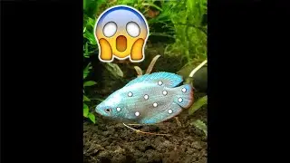 How I Treat &ldquo;Stress Ich&rdquo; on My Fish
