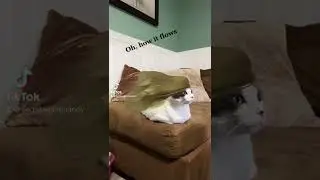 Tiktok cute cat filter #cat #catvideos  #shorts #tiktok   #cute