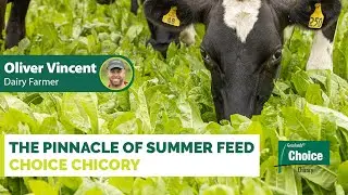 The pinnacle of summer feed - Oliver Vincent&rsquo;s take on Choice chicory for dairy success