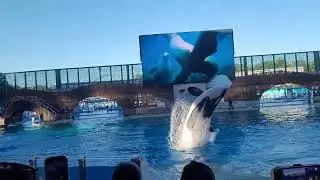 Show da baleia Orca _ Sea Word _ Orlando/Florida Abril 2025