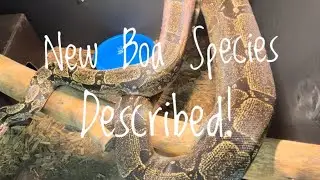 New Boa Species!