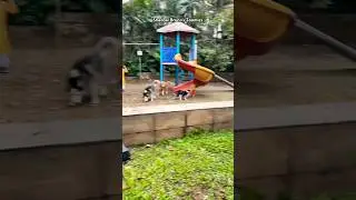 Shadow Brunos Friends #Shorts #dog #trending #tiktok #goldenretriever #fyp