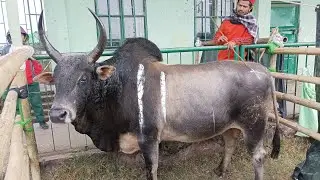Staff Laiwan Shuwa ban iatur Mynta ka sngi bad u LIEH Dungkha PASYIH ha Madan Heh Smit