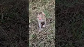 cute baby monkey