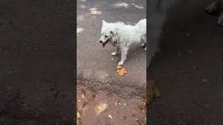 No Animal rescue centres in #godsowncountry or animal charities in #kerala #shortvideo #shorts