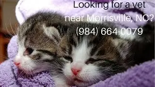 Vets Near Me | Vets Morrisville NC (984) 664-0079