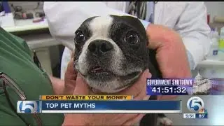 Top pet myths