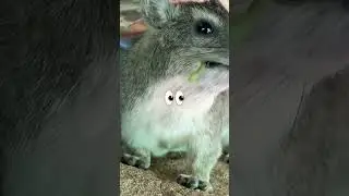Awawas munch time 😭💚 Day 141 #awawa #cuteanimals #hyrax #rockhyrax #shorts #eating