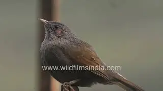 Himalayan Birdlife Streaked Laughingthrush Perched and Calling