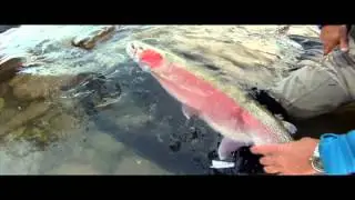 Bulkley Steelhead Fishing Canyon Drift