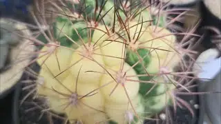 샘물다육  라이브 방송