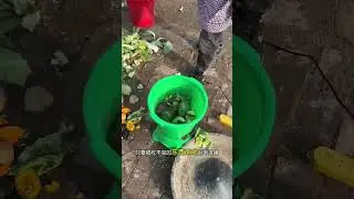 Chopped vegetables and hay are very convenient for making feed. #vegetablechopper #poultryfarmingtip