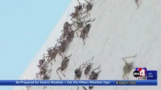 &lsquo;Worst I have ever seen it&rsquo;: Mormon crickets march on northern Nevada town