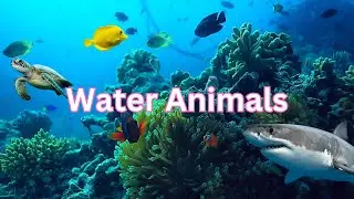 Water Animals || Sea Animals || Ocean Animals || Aquatic Animals || School At Home 2121