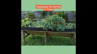 Small Space Vegetable Gardening in Above-Ground Trugs - Zone 7a - Rhode Island - June 17, 2024