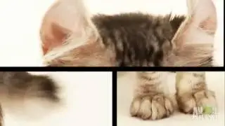 Highlander   Cats 101