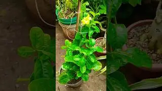 allamanda flower ! allamanda plant care
