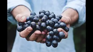 Michael Olivier Talking Wine Landskroon Cinsaut 2019