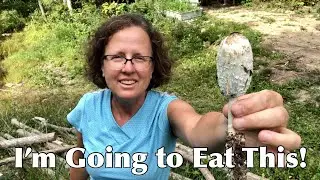 Foraging, Cooking, and Eating Shaggy Manes From My Own Back Yard