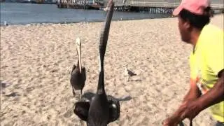 Paracas National Reserve & the Ballestas islands - Peru