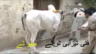 Bakra Eid جھوٹے Funny Tezabi Totay Azizi Totay Punjabi Dubbing
