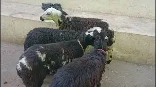 ٤ نعجات لباني برديسي اصلي بيور بسم الله ماشاء الله تبارك الله 