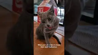 How cats clean their teeth #cat #animals #catlady #funnyanimals
