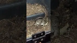 The cutest toad I&rsquo;ve seen #toad #toads #frogs #fyp